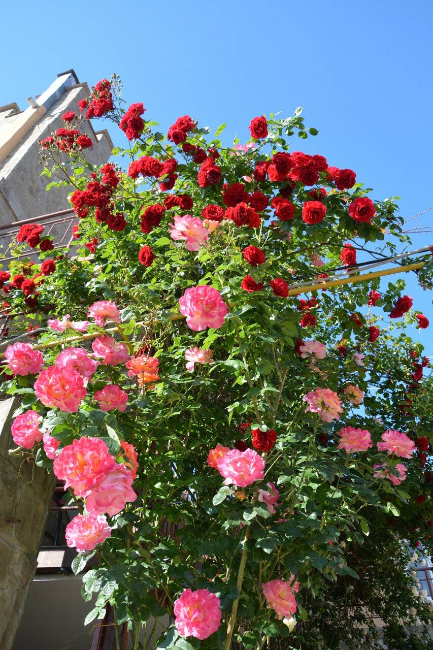 Фото Гостиницы Крепость Кафа Феодосия 33